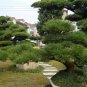 Pinus Thunbergii, Japanese Black Pine Seed 1000 PCS, Black Pine Hei Song
