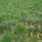 Pinus Tabuliformis, Chinese Red Pine Seed 1000 PCS, You Song
