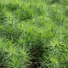 Pinus Sylvestris, Scots Pine Seed 1000 PCS, Zhang Zi Song
