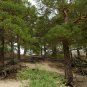 Pinus Sylvestris, Scots Pine Seed 1000 PCS, Zhang Zi Song