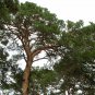 Pinus Sylvestris, Scots Pine Seed 1000 PCS, Zhang Zi Song
