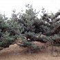 Pinus Parviflora, Japanese White Pine Seed 1000 PCS, Wu Zhen Song