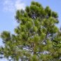 Pinus Massoniana, Masson's Pine Seed 1000 PCS, Horsetail Pine Mawei Song