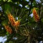 Pinus Massoniana, Masson's Pine Seed 1000 PCS, Horsetail Pine Mawei Song