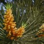 Pinus Massoniana, Masson's Pine Seed 1000 PCS, Horsetail Pine Mawei Song