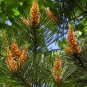 Pinus Massoniana, Masson's Pine Seed 1000 PCS, Horsetail Pine Mawei Song