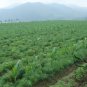 Pinus Koraiensis, Korean Pine Seed 200 PCS, Chinese Pinenut Hong Song