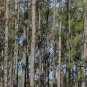 Pinus Elliottii, Slash Pine Seed 1000 PCS, Shi Di Song