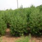 Pinus Bungeana, Lacebark Pine Seed 300 PCS, White-barked Pine Bai Pi Song