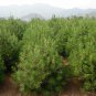 Pinus Bungeana, Lacebark Pine Seed 300 PCS, White-barked Pine Bai Pi Song