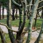 Pinus Bungeana, Lacebark Pine Seed 300 PCS, White-barked Pine Bai Pi Song