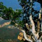 Pinus Bungeana, Lacebark Pine Seed 300 PCS, White-barked Pine Bai Pi Song
