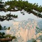 Pinus Armandii, Chinese White Pine Seed 200 PCS, Huashan Song