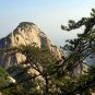 Pinus Armandii, Chinese White Pine Seed 200 PCS, Huashan Song