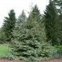 Picea Asperata, Dragon Spruce Seed 1000 PCS, Yun Shan