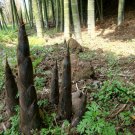 Phyllostachys Heterocycla, Moso Bamboo Seed 500 PCS, Mo Suo Zhu