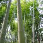 Phyllostachys Heterocycla, Moso Bamboo Seed 500 PCS, Mo Suo Zhu
