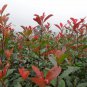 Photinia Fraseri, Fraser Photinia Seed 1000 PCS, Red Robin Hongye Shinan