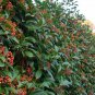 Photinia Fraseri, Fraser Photinia Seed 1000 PCS, Red Robin Hongye Shinan