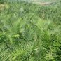Phoenix Dactylifera, Date Palm Seed 100 PCS, Date Hai Zao