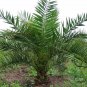Phoenix Dactylifera, Date Palm Seed 100 PCS, Date Hai Zao