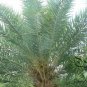 Phoenix Dactylifera, Date Palm Seed 100 PCS, Date Hai Zao