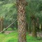 Phoenix Dactylifera, Date Palm Seed 100 PCS, Date Hai Zao