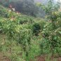 Phoebe Zhennan, Precious Wood Tree Seed 300 PCS, Jin Si Nan Mu