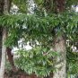 Phoebe Zhennan, Precious Wood Tree Seed 300 PCS, Jin Si Nan Mu