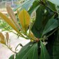 Phoebe Sheareri, Lauraceae Taxonomy Seed 100 PCS, Zi Nan