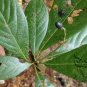 Phoebe Sheareri, Lauraceae Taxonomy Seed 100 PCS, Zi Nan