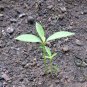 Phoebe Bournei, Machilus Bournei Seed 300 PCS, Min Nan