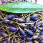 Phoebe Bournei, Machilus Bournei Seed 300 PCS, Min Nan