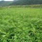 Phellodendron Amurense, Amur Cork Tree Seed 1000 PCS, Huang Bo