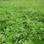 Phellodendron Amurense, Amur Cork Tree Seed 1000 PCS, Huang Bo
