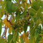 Phellodendron Amurense, Amur Cork Tree Seed 1000 PCS, Huang Bo