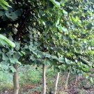 Phanera Purpurea, Bauhinia Purpurea Seed 300 PCS, Yang Zijing