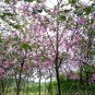 Phanera Purpurea, Bauhinia Purpurea Seed 300 PCS, Yang Zijing