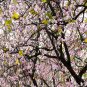 Phanera Purpurea, Bauhinia Purpurea Seed 300 PCS, Yang Zijing