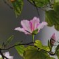 Phanera Purpurea, Bauhinia Purpurea Seed 300 PCS, Yang Zijing