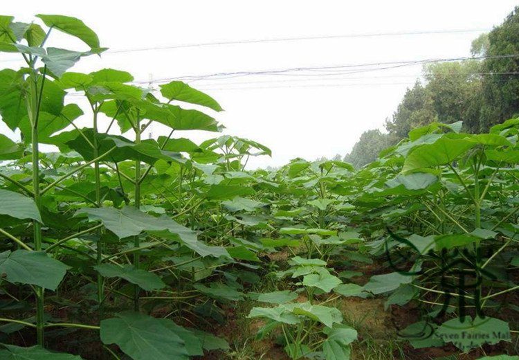Paulownia Tomentosa, Empress Tree Seed 2000 PCS, Mao Pao Tong