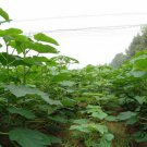 Paulownia Tomentosa, Empress Tree Seed 2000 PCS, Mao Pao Tong