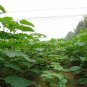 Paulownia Tomentosa, Empress Tree Seed 2000 PCS, Mao Pao Tong