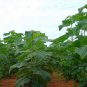 Paulownia Tomentosa, Empress Tree Seed 2000 PCS, Mao Pao Tong