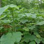 Paulownia Tomentosa, Empress Tree Seed 2000 PCS, Mao Pao Tong