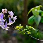 Paulownia Tomentosa, Empress Tree Seed 2000 PCS, Mao Pao Tong