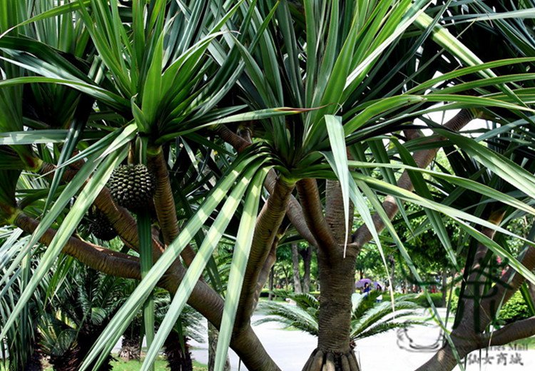 Pandanus Utilis, Common Screwpine Seed 200 PCS, Hong Ci Lu Dou