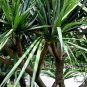 Pandanus Utilis, Common Screwpine Seed 200 PCS, Hong Ci Lu Dou