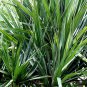 Pandanus Utilis, Common Screwpine Seed 200 PCS, Hong Ci Lu Dou