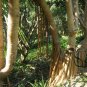 Pandanus Utilis, Common Screwpine Seed 200 PCS, Hong Ci Lu Dou